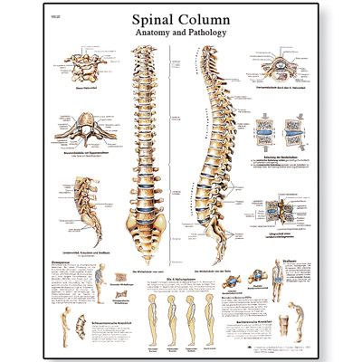 Anatomical Charts - Rehab & Prehab