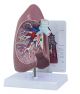 Lung Anatomical Model