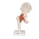 Hip Joint - Functional Human Hip Joint Model