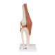 Knee Joint Functional Human Model with Ligaments