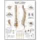 CHART:Spinal Column Anatomy & Pathology Chart