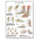 CHART:Foot & Ankle (Joints of Foot) Chart