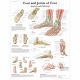 CHART:Foot & Ankle (Joints of Foot) Chart