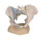 Pelvis Model With Ligaments  (Female)