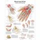 CHART:Hand & Wrist Anatomy & Pathology Chart