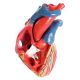 Heart Anatomical Model