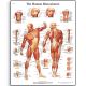 CHART:The Human Musculature Chart