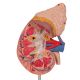 Kidney Anatomical model