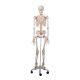 Life Size Skeleton 170CM