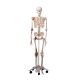 Ligament Skeleton & Stand