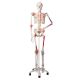 LIFE SIZE SKELETON (LIGAMENT/MUSCLE)