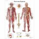Anatomical Charts