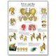 CHART:Pelvis & Hip Anatomy & Pathology Chart