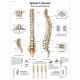 CHART:Spinal Column Anatomy & Pathology Chart