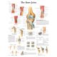 CHART:The Knee Joint Chart